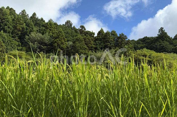 水田の稲穂・7月下旬 稲穂,水田,収穫の写真素材