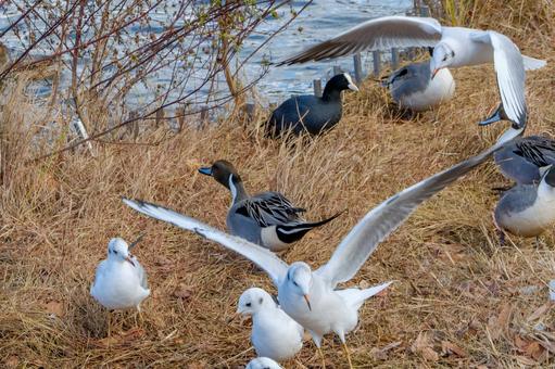 冬枯れの草むらに集う水鳥たち ユリカモメ,オナガガモ,オオバンの写真素材