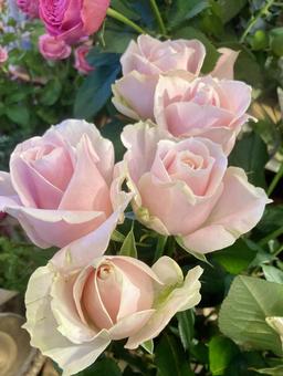 ピンクの薔薇 薔薇,ピンク,プレゼントの写真素材