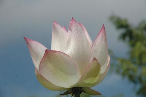 Lotus flowers in Okamoto, Kamakura, JPG Lotus flowers in Okamoto, Kamakura, JPG