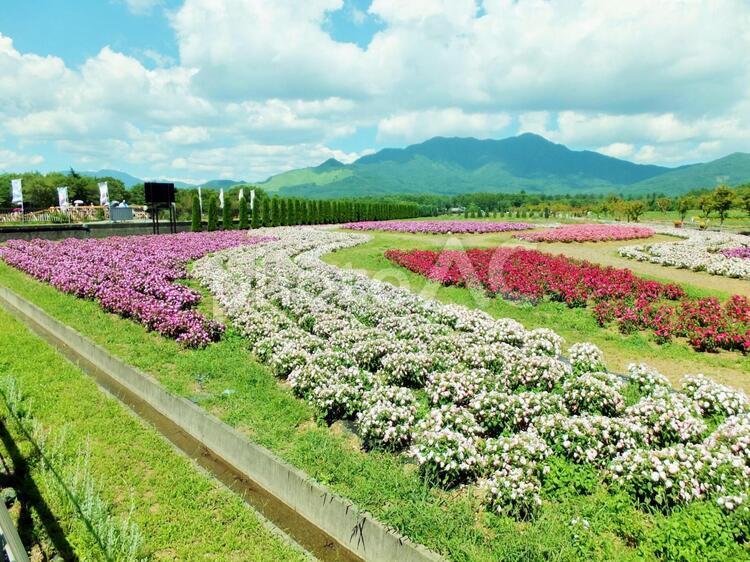 山梨県・山中湖花の都公園の風景 山中湖花の都公園,サンパチェンス,山中湖の写真素材