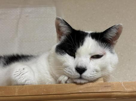猫 猫 猫,かわいい,ぶち猫の写真素材