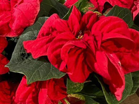 ポインセチア ポインセチア,植物,葉の写真素材