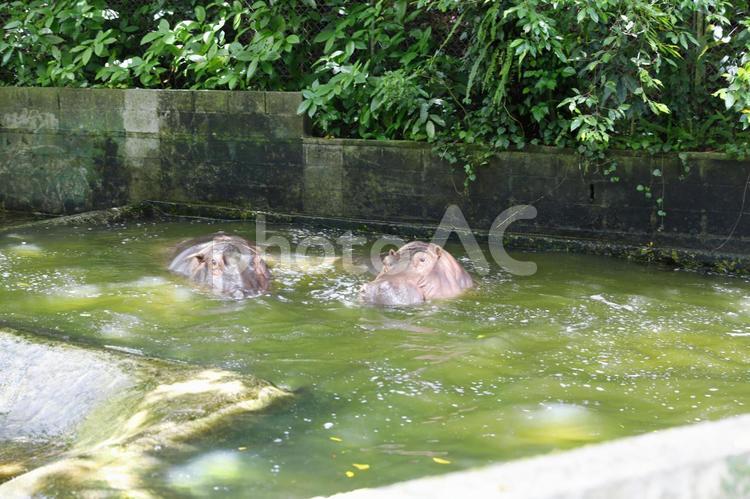 カバ 動物園,沖縄,こどもの国の写真素材