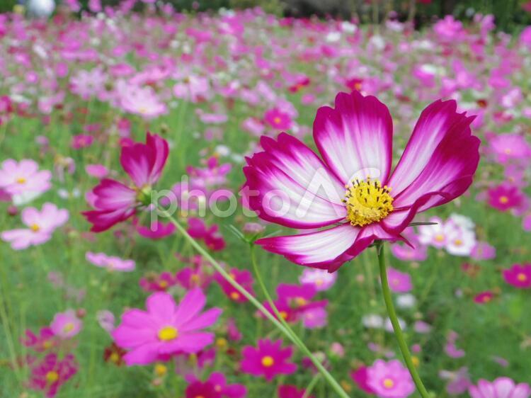 コスモス畑5（熊本県熊本市） コスモス,秋桜,コスモス畑の写真素材