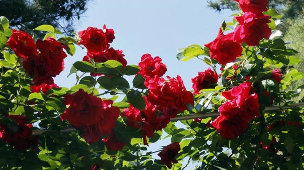 Photo, rose, plant, gardening, 