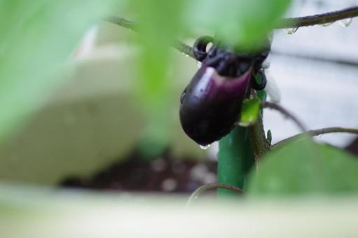 ナスの写真