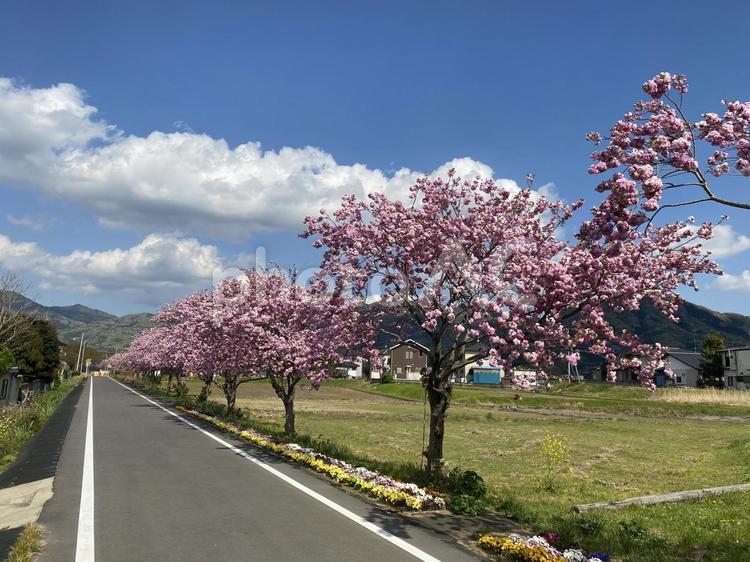 りんりんロード自転車道の八重桜 八重桜,自転車道,りんりんロードの写真素材