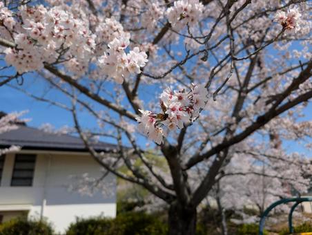 満開の桜 満開の桜の写真