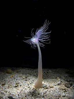 美ら海水族館 イソギンチャク 美ら海水族館 イソギンチャク 美ら海水族館,イソギンチャク,神秘的の写真素材