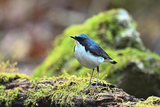 コルリ 野鳥,夏鳥,山地の写真素材