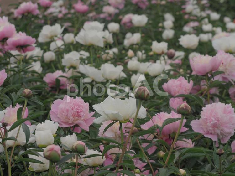 芍薬　花ざかり　花の背景　ふんわり 芍薬,シャクヤク,ボタン科の写真素材