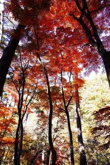 燃えるような紅葉の木々 燃えるような紅葉の木々の写真