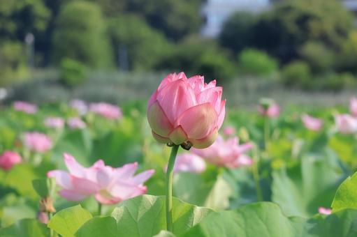 Photo, lotus flower, bud, full bloom, 