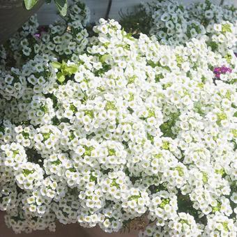 白いお花の花畑 白いお花の花畑の写真
