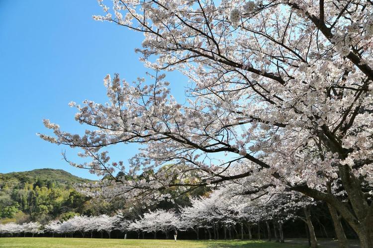 公園のさくら さくら,春の花,ピンクの花の写真素材