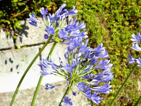 Photo, agapanthus, purple clam, blue, 