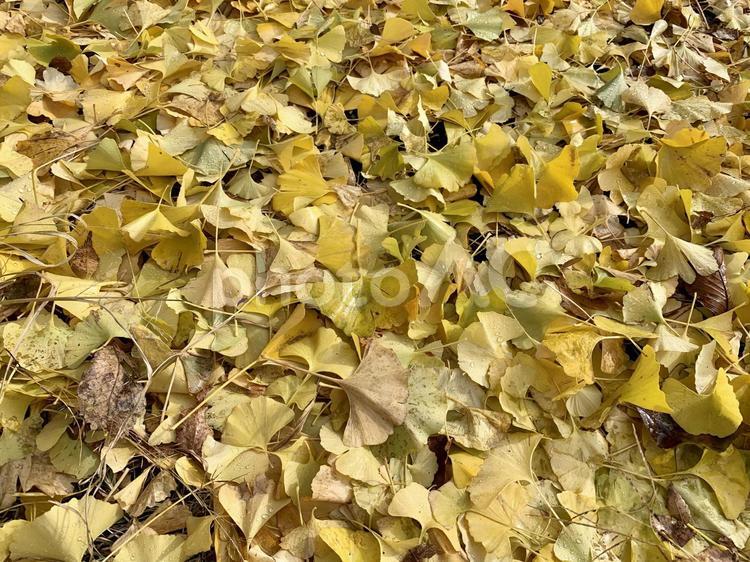 雨上がりのイチョウの落ち葉 葉,風合い,秋の写真素材