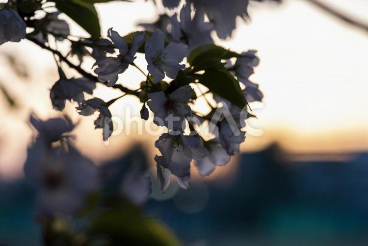 桜 さくら,サクラ,桜の写真素材