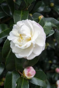 サザンカ サザンカ,山茶花,10月の写真素材