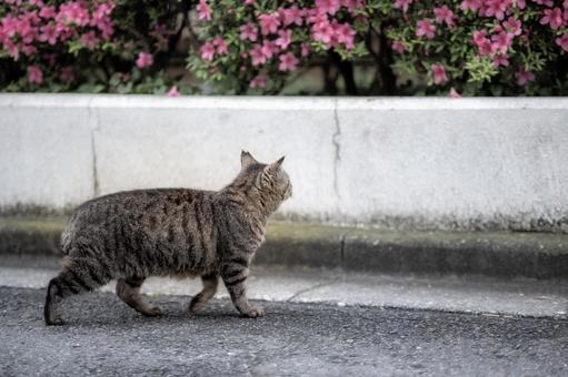 A brown tabby cat walking along a road lined with blooming azaleas, JPG