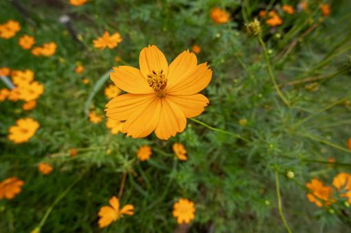 キバナコスモス キバナコスモス,コスモス,オレンジの写真素材
