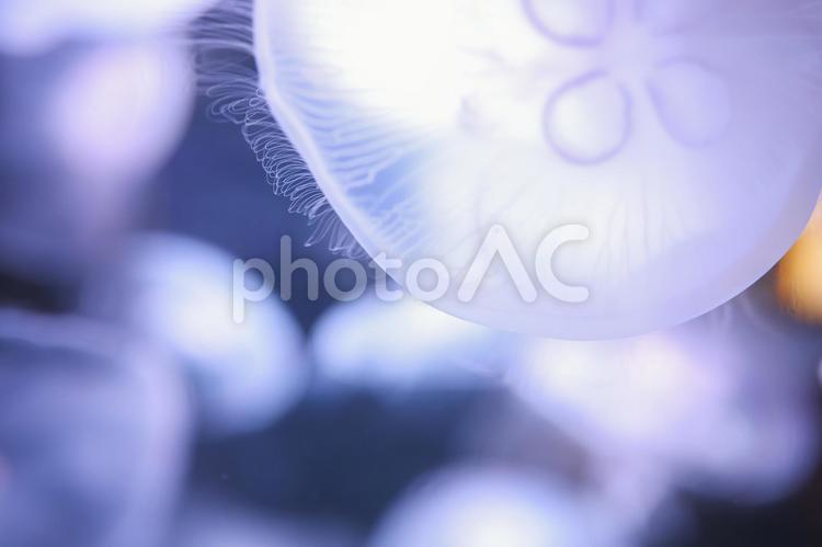 水族館　クラゲ 玉ボケ,夜景,水槽の写真素材