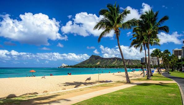 ビーチのヤシの木の写真