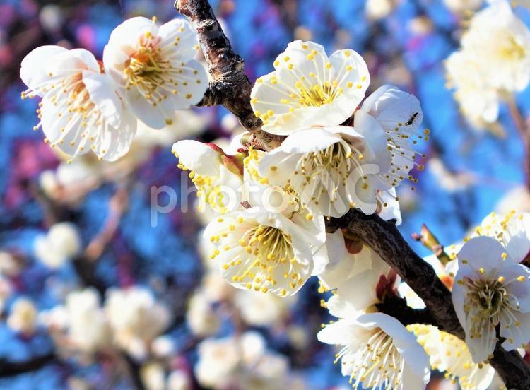 甘い梅の香りに誘われて 梅,うめ,白い花の写真素材