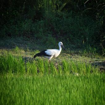 コウノトリ18 コウノトリ18の写真