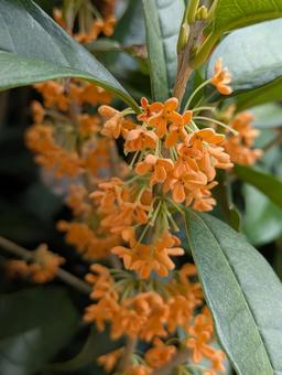 金木犀 金木犀の写真