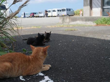 海辺でのんびり過ごす野良猫の写真