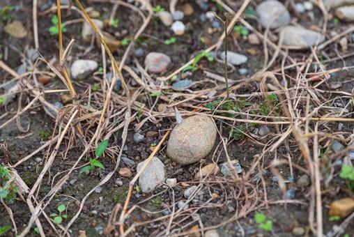 石の上で翅を休めるヤマトシジミ 石の上で翅を休めるヤマトシジミの写真