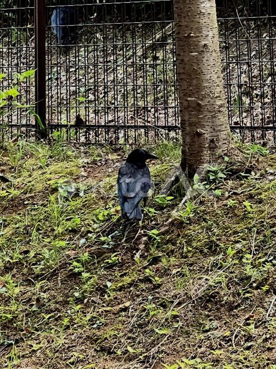sideways crow 屋外,自然,カラスの写真素材