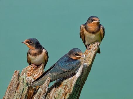 ツバメ 小鳥,ツバメ,自然の写真素材