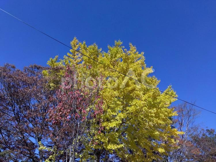 イチョウの木 イチョウ,秋,紅葉の写真素材