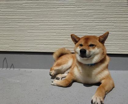 日光浴犬 日光浴犬 犬,わんこ,柴の写真素材