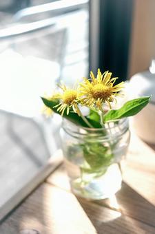 黄色い花 黄色い花の写真