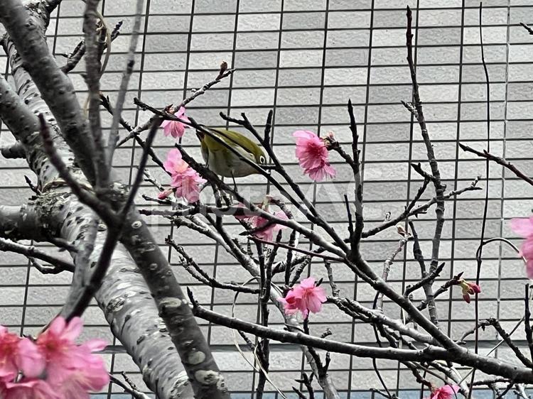 メジロと桜4 メジロ,桜,カンヒザクラの写真素材