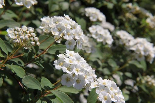 Photo, flowers and trees, blooming landscape, conical inflorescence, 