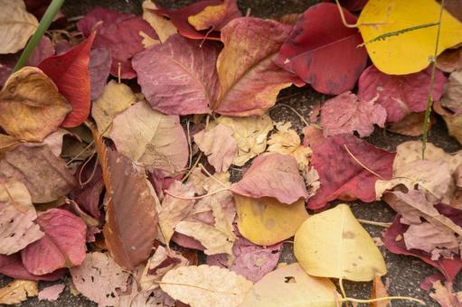 地面に落ちた色とりどりの落ち葉 落ち葉,紅葉,秋の写真素材