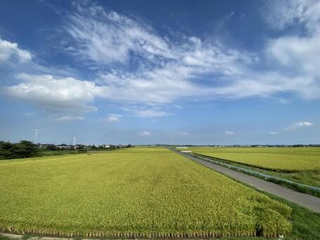 水田 稲作,水田,米の写真素材