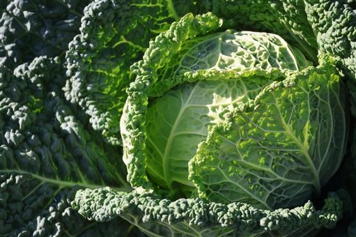 畑の緑のちりめんキャベツのアップ 畑,緑,ちりめんキャベツの写真素材