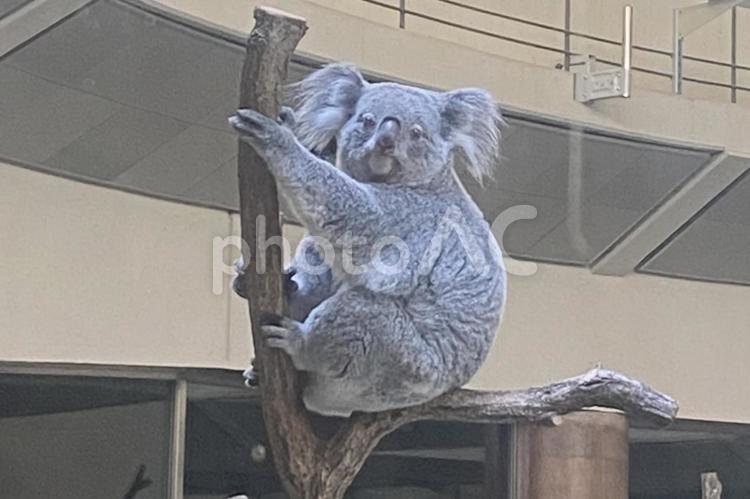 コアラ1 コアラ,こあら,動物の写真素材