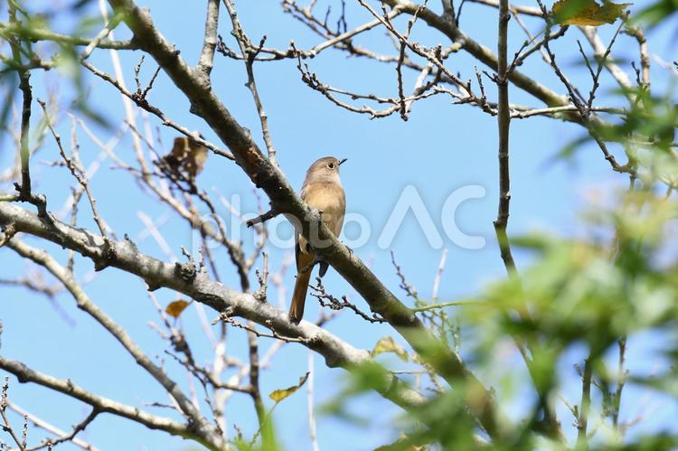 木の上で遠くを見るジョウビタキ メス 野鳥,バードウォッチング,ジョウビタキの写真素材