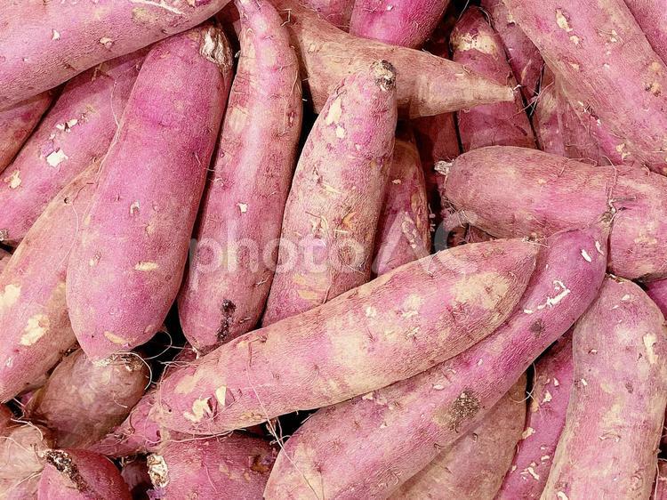野菜・サツマイモ サツマイモ,さつまいも,薩摩芋の写真素材