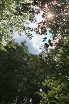 木漏れ日 木漏れ日 空,太陽,光の写真素材