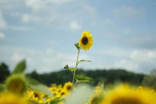 ひまわり ひまわり 夏,日本の夏,ひまわりの写真素材