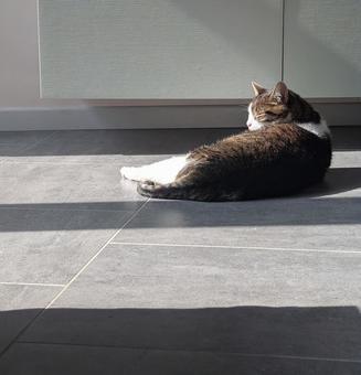 日向ぼっこする猫 日向ぼっこする猫の写真