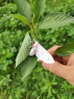 シロヒトリ シロヒトリ シロヒトリ,蛾,昆虫の写真素材